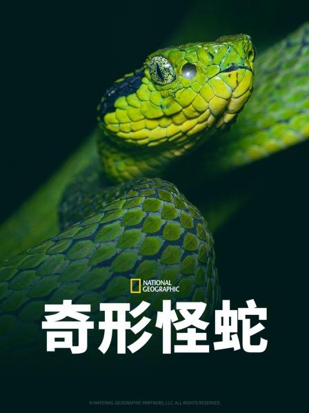 糖心TV官网《奇形怪蛇》免费在线观看